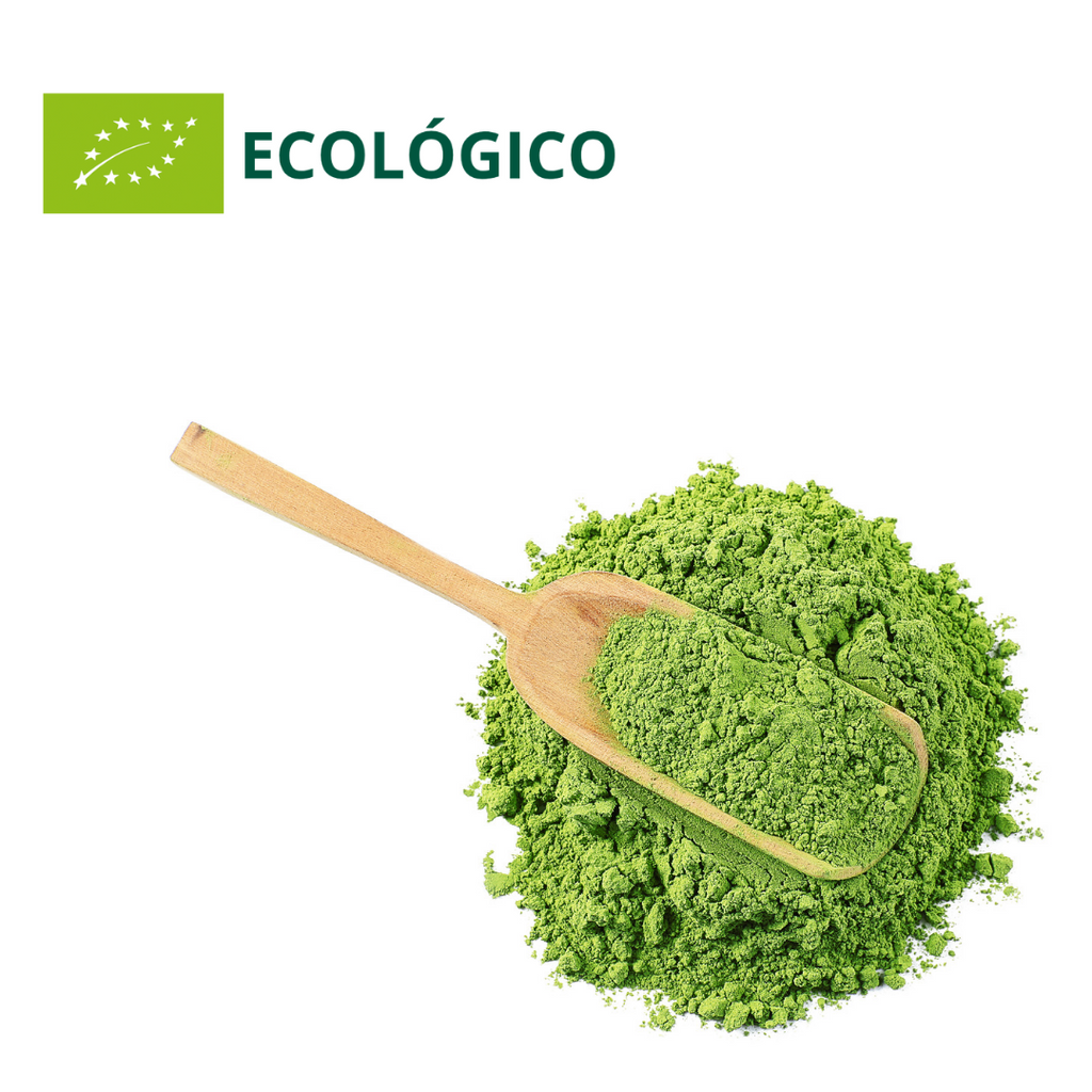Polvo de matcha verde vibrante con cuchara medidora de bambú sobre fondo blanco.